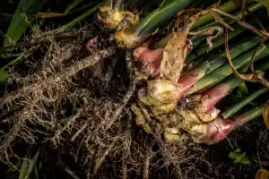 Tumbuhan rimpang akar bawang